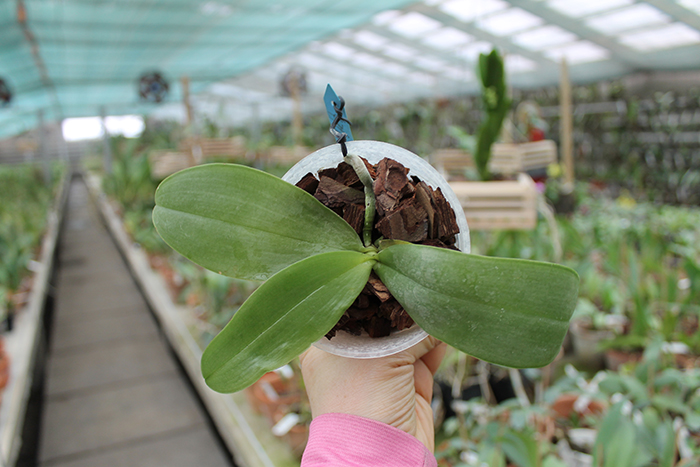 Phalaenopsis Yaphon Goodboy x gigantea.jpg