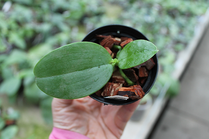 Phalaenopsis Zheng Min Tyrannosaurus x gigantea.jpg