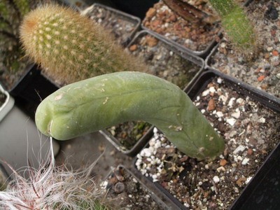 Почему-то за этим растением закрепилось название Lohpocereus<br />shotii. На самом же деле это Trichocereus bridgesii. Но форма от этого<br />не меняется :).