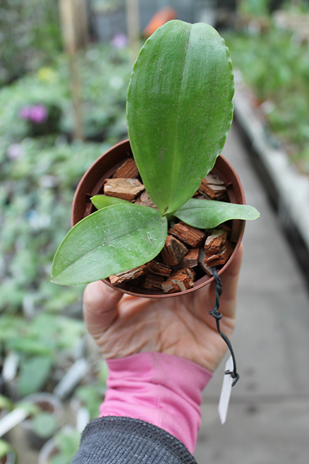 Phalaenopsis Red Jaguar (Phalaenopsis Hsu Li-Shian x Phalaenopsis gigantea).jpg