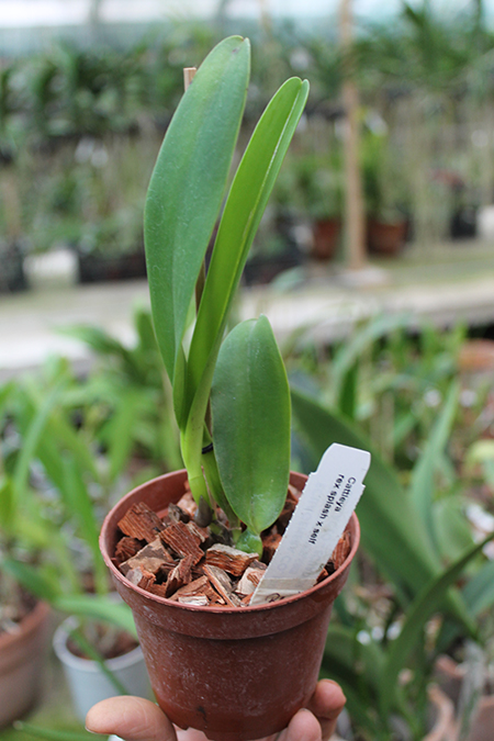 Cattleya rex splash x self.jpg