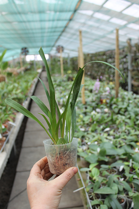 Oncidium Twinkle 'Fragrance Fantasy'.jpg