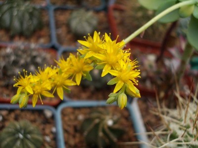 Цветок эониума. Интересная трехпалая форма