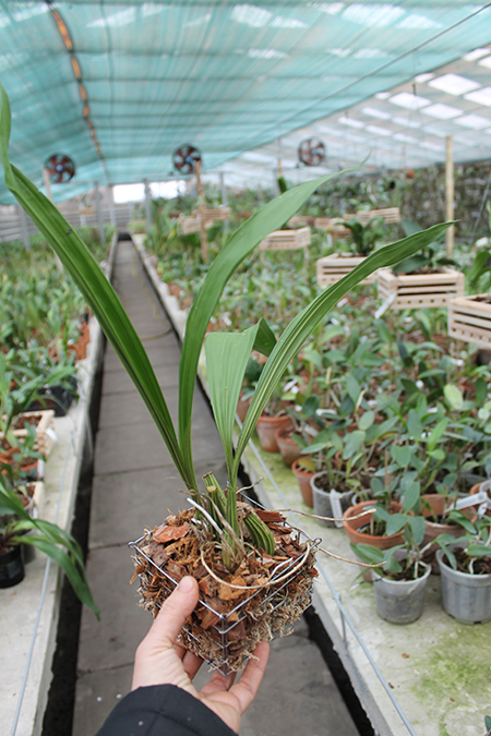 Coryanthes macrantha 'KS' x self.jpg