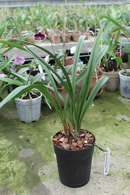 Cymbidium sinense.jpg