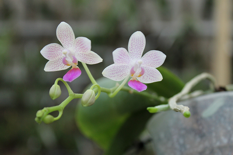 Phalaenopsis lindenii x javanica.jpg