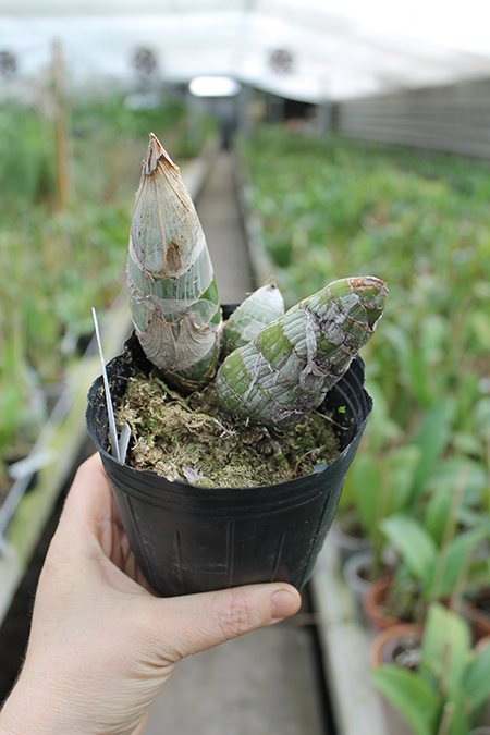 Cycnodes Taiwan Gold 'GC'.jpg