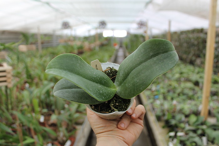 Phalaenopsis gigantea.jpg