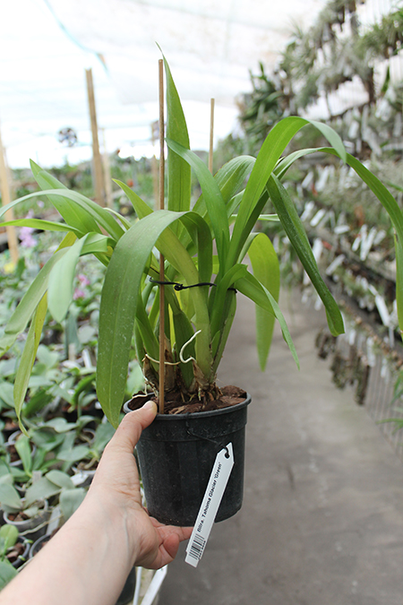 Beallara Tahoma Glacier 'Green'.jpg