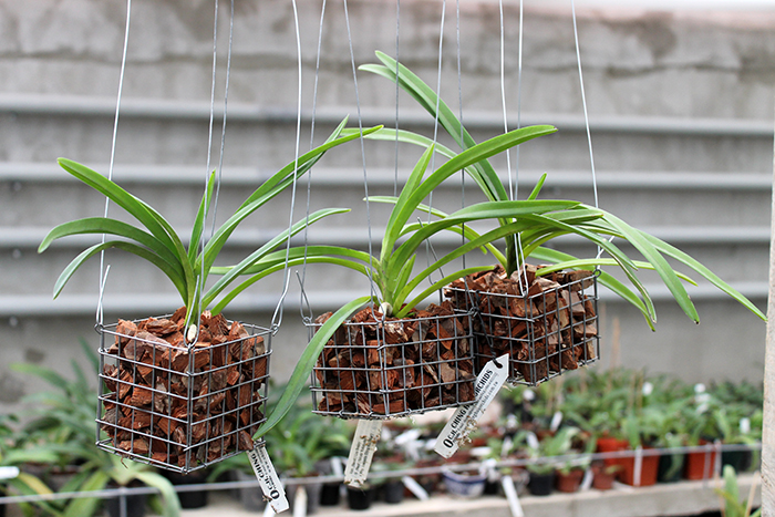 Neostylis Lou Snearly.jpg