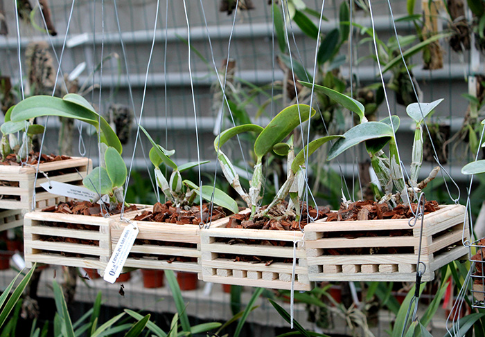 Cattleya walkeriana var semi-alba ('Puanani' x 'Tancho').jpg