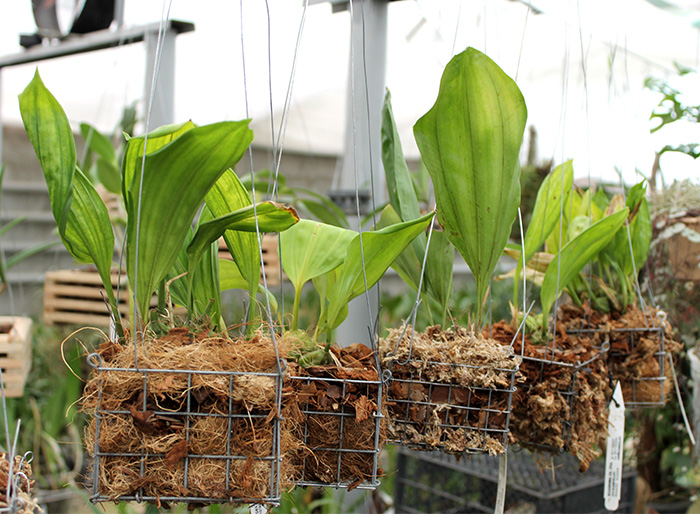 Stanhopea nigroviolacea.jpg