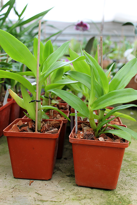 Dendrobium stratiotes.jpg