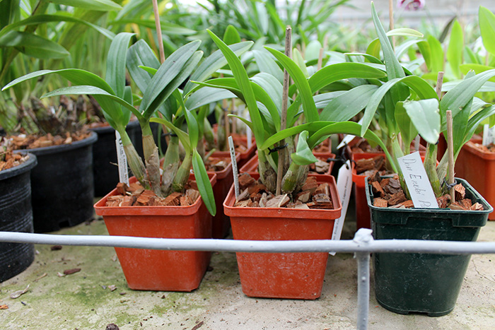 Dendrobium Enobi Purple 'Splash'.jpg