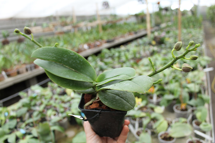 Phalaenopsis Gold Sun x LDS Bear King 'red'.jpg