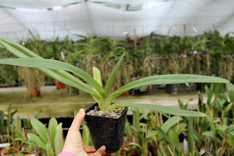 Paphiopedilum Formosa Lady (Susan Booth x sanderianum).jpg