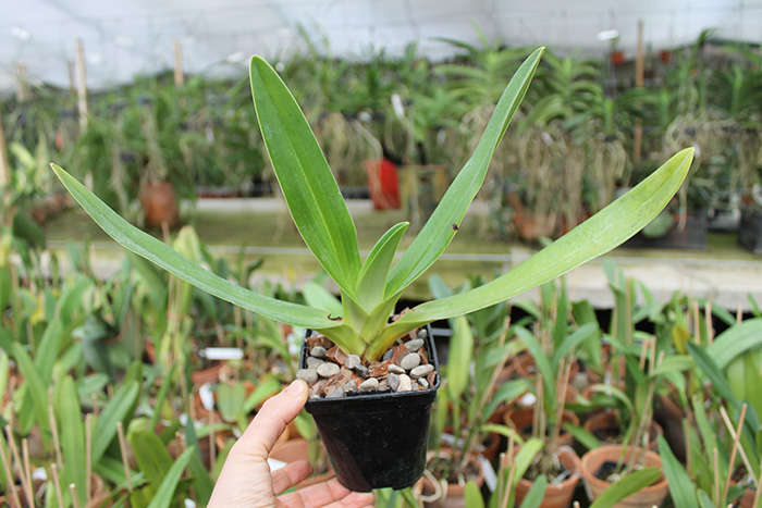 Paphiopedilum Shin-Yi Lady x sanderianum.jpg