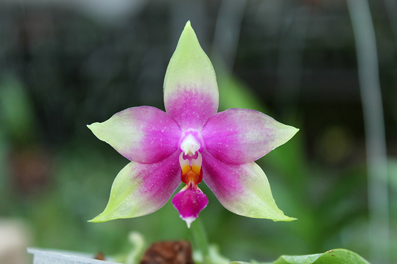 Phalaenopsis Ld's Bear King x violacea indigo.jpg