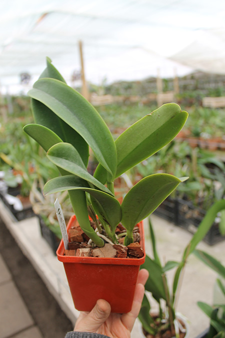 Laeliocattleya Dinard 'Blue Heaven'.jpg