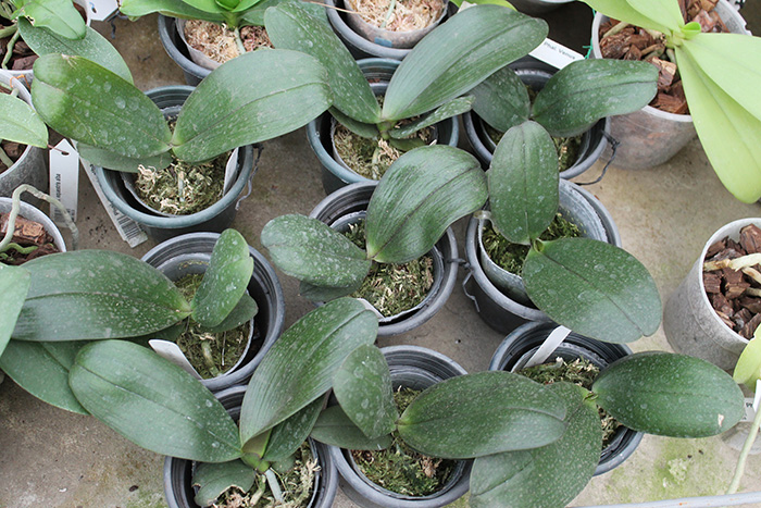 Sentra x Black Eagle.jpg