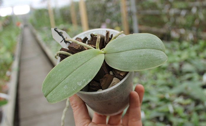 Phalaenopsis bellina.jpg