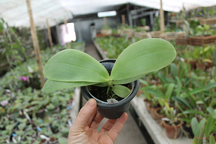 Phalaenopsis Samera x bellina blue.jpg