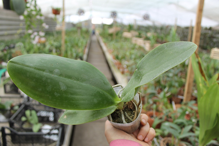 gigantea x Mituo Coral Mambonosa.jpg