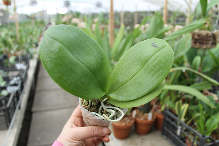 Phalaenopsis Mituo Sun 'Mituo #1' x Ld's Bear King 'YK-14'.jpg