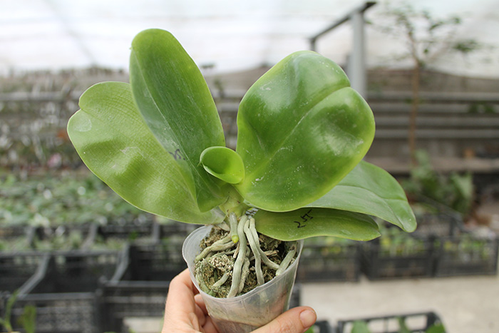 Phalaenopsis Ld's Bear King 'RK-3' x Fushang's Beauty Star.jpg