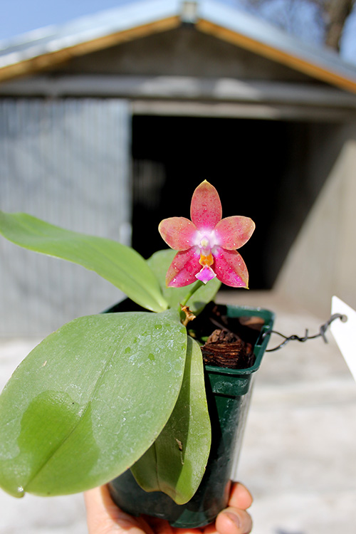 Phalaenopsis Penang Girl.jpg