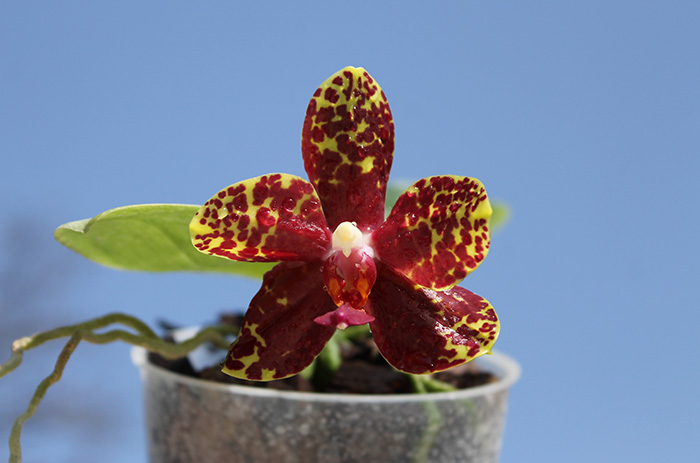 Phalaenopsis Chang Jo (Chang Jhih Rose x Jong's Gigan Cherry).jpg