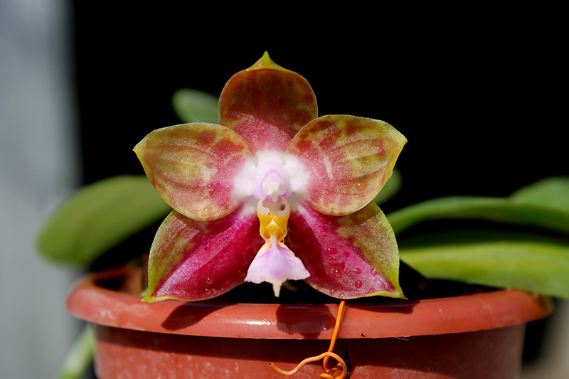 Phalaenopsis Yaphon Red Jewel x Ld's Bear King.jpg