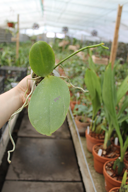 Phalaenopsis gigantea x Mituo Sun.jpg