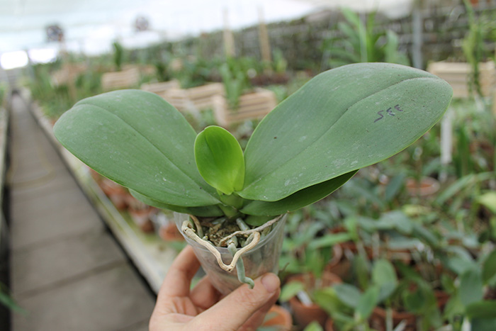 Phalaenopsis Mituo Sun 'Mituo #1' x Ld's Bear King 'YK-14'.jpg