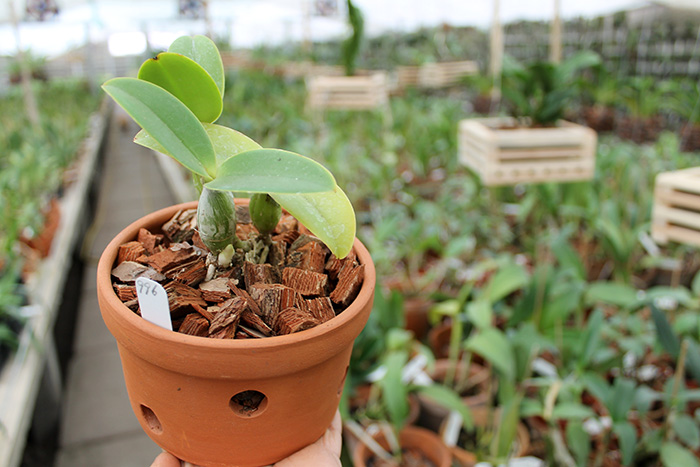 Cattleya nobilior semi-alba.jpg