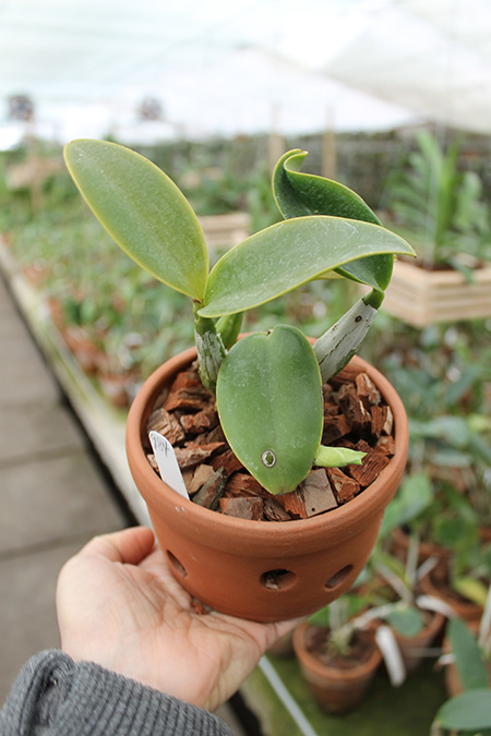 Cattleya nobilior coerulea 'Pledge' x 'Buna Blue'.jpg