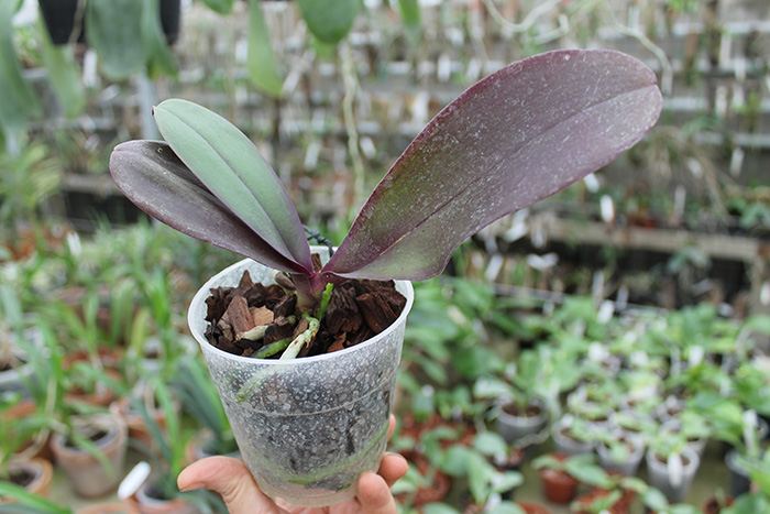 Phalaenopsis Penang x Phalaenopsis gigantea.jpg