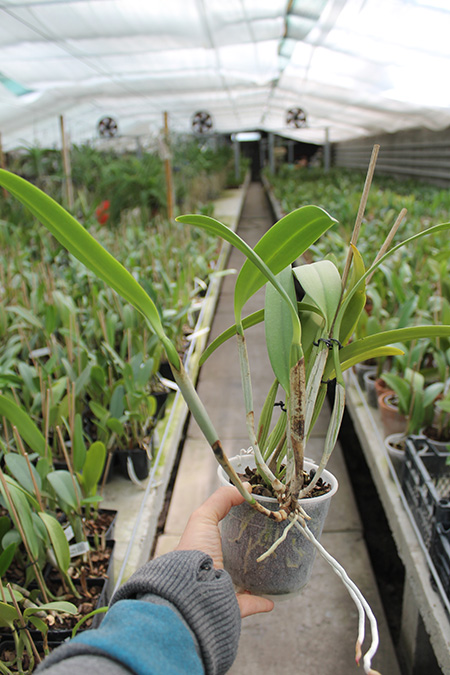 Cattleya lueddemanniana tipo 'Royal Flash' x Cattleya lueddemanniana tipo 'Drago'.jpg