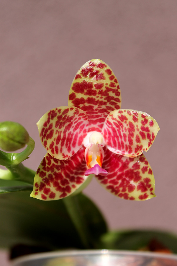 Phalaenopsis gigantea x Chang Yi 'Green Giant'.jpg