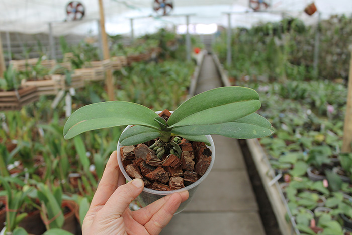 Doritaenopsis Lius Sakura.jpg