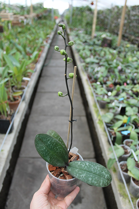 Phalaenopsis stuartiana yellow x sib.jpg