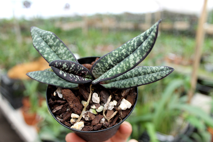 Paphiopedilum delenatii vinicolor.jpg