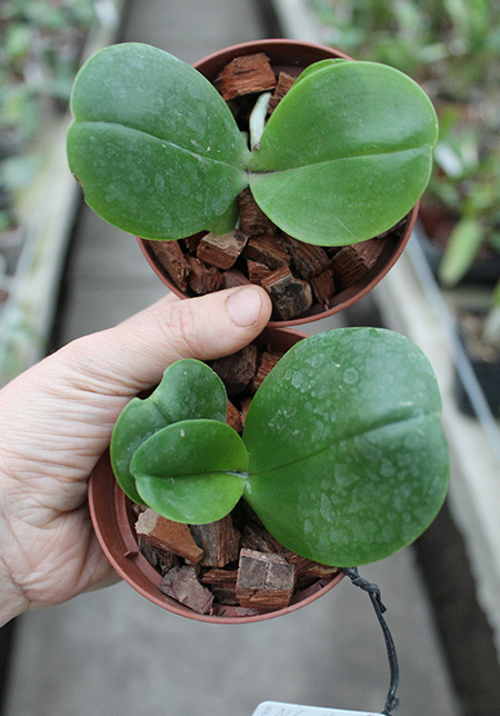 Phalaenopsis AL Sun Hannover Red.jpg