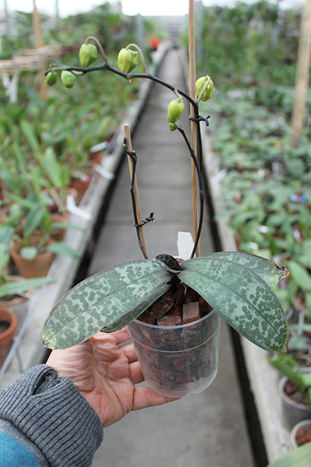 Phalaenopsis stuartiana yellow x sib.jpg