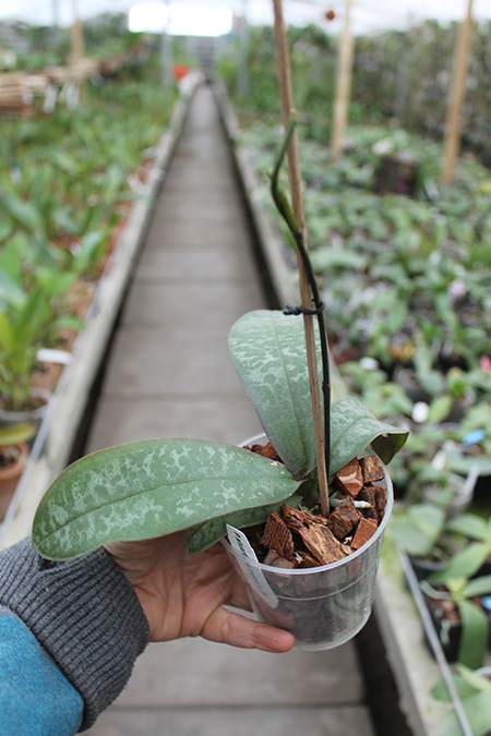 stuartiana yellow x sib.jpg