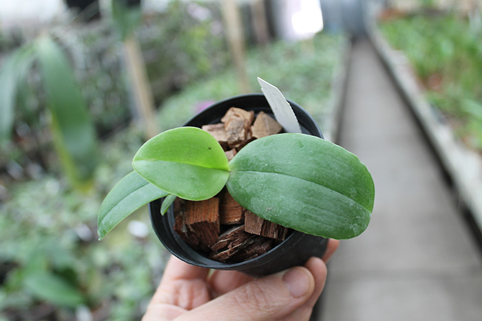 Phalaenopsis Lyndon Coral Grosbeak x gigantea.jpg