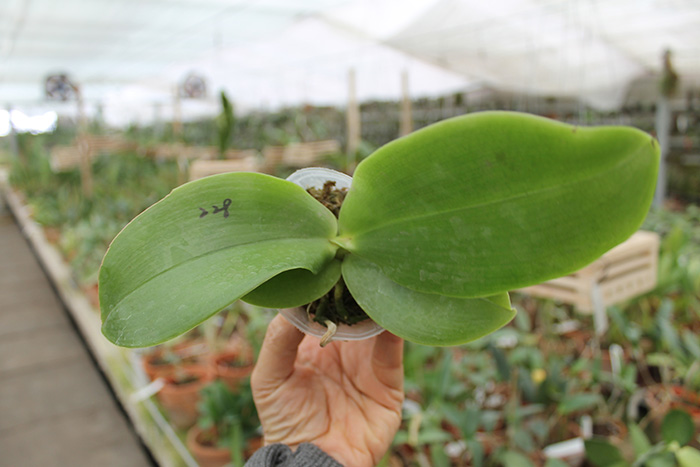 Phalaenopsis bellina 'LD' x bellina 'Lee'.jpg