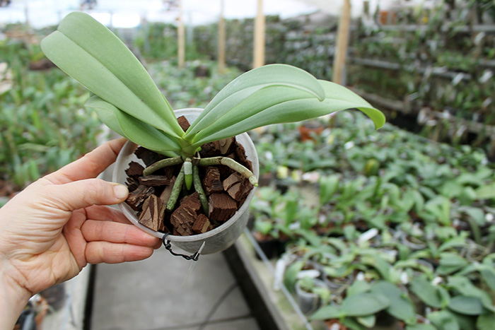 Phalaenopsis cornu cervi 'Dark Red'.jpg