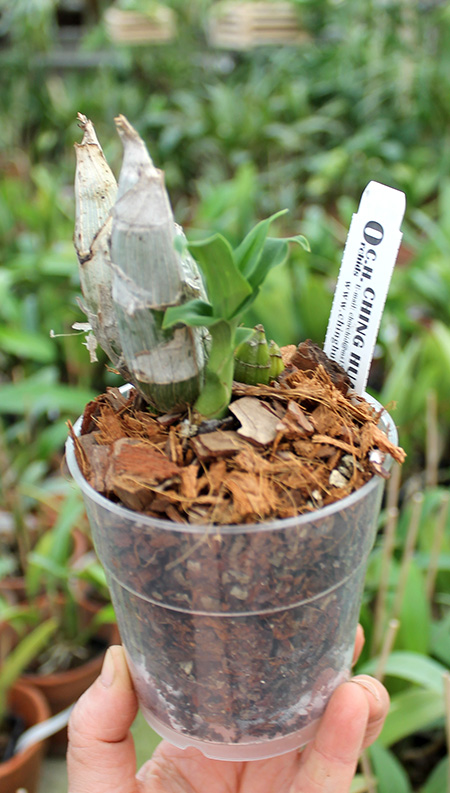 Catasetum pileatum 'Oro Verde'.jpg