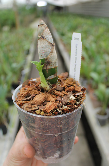 Cycnodes Wine Delight 'J E M'.jpg